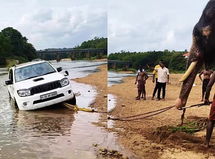 elephant rescues stuck fortuner 