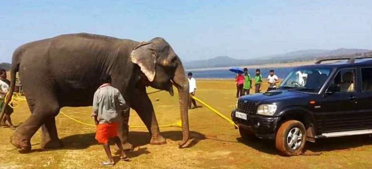 scorpio elephant rescue