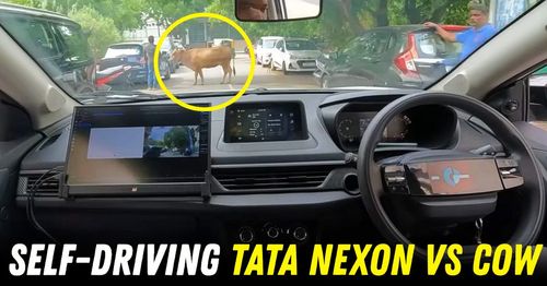 self-driving tata nexon vs cow indian roads featured