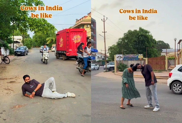 cows on roads