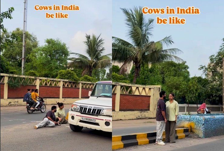 cows on roads in india