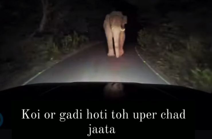 elephant on bonnet of mahindra scorpio-n