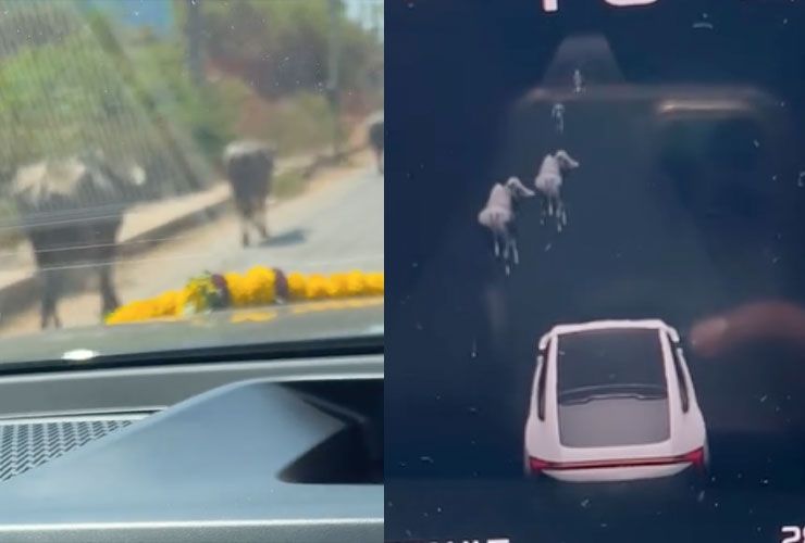 mahindra xev 9e adas animal detection