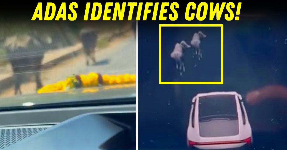 mahindra xev 9e electric suv's adas identifies cows on road featured mahindra xev 9e electric suv's adas identifies cows on road featured