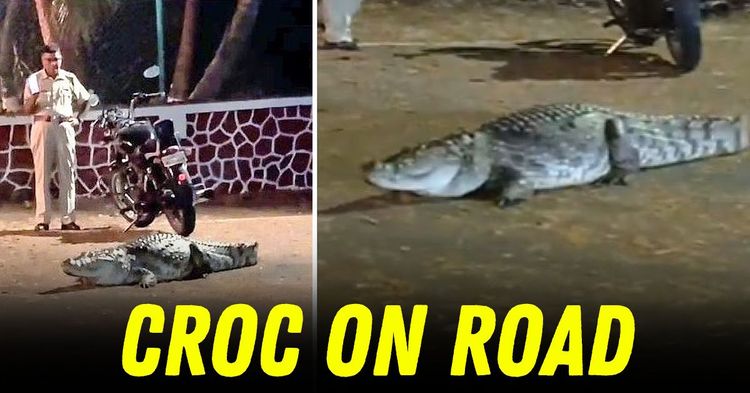 crocodile on road iit powai bombay featured