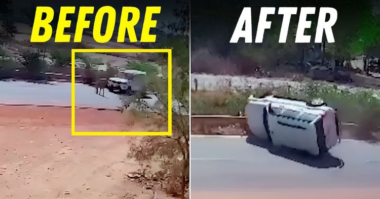 mahindra scorpio flips due to cow crossing road featured mahindra scorpio flips due to cow crossing road featured