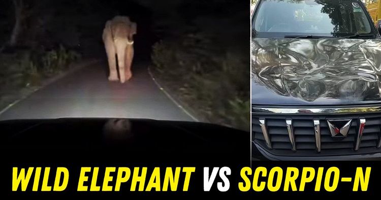 wild elephant vs mahindra scorpio-n featured wild elephant vs mahindra scorpio-n featured