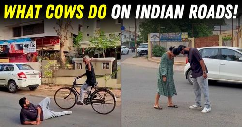 cows on indian roads hilarious recreation featured