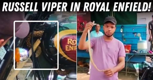 royal enfield russell viper snake featured