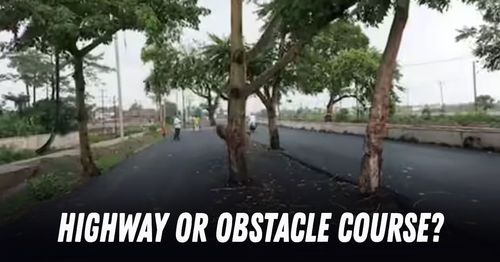 trees in the middle of highway patna-gaya in bihar trees in the middle of highway patna-gaya in bihar