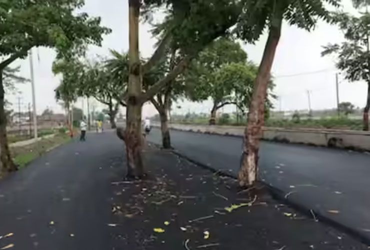 trees in the middle of highway patna-gaya in bihar